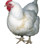 ayam