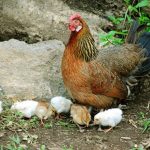 cara-beternak-ayam-kampung