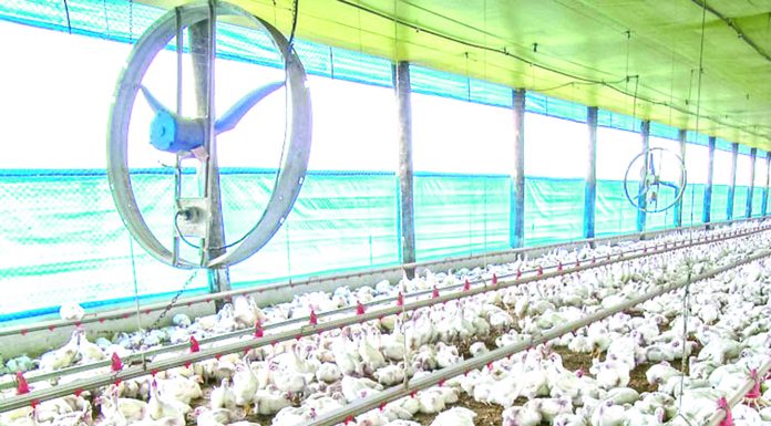 Persaingan Produk Pertanian Amerika dan Brasil