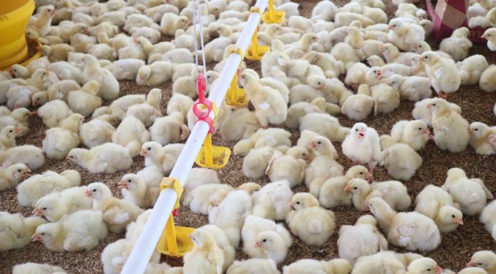 Prospek Pertumbuhan Obat Hewan dan Industri Pakan Ternak