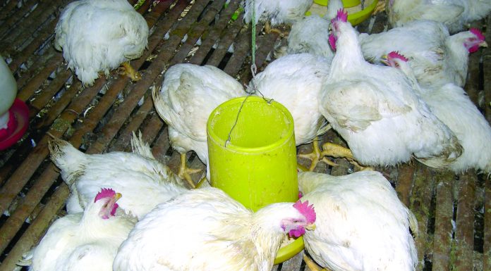 Waspada Ancaman Gumboro pada Peternakan Unggas