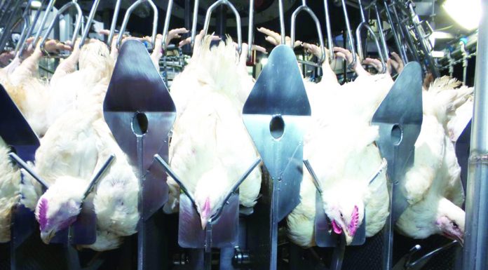 Pemingsanan Sebelum Penyembelihan Ternak, Adakah Pengaruhnya?