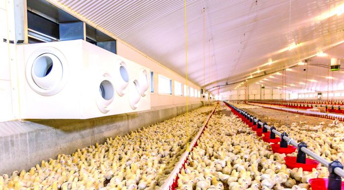 Perbedaan Perlakuan Sirkulasi Udara Kandang Ayam
