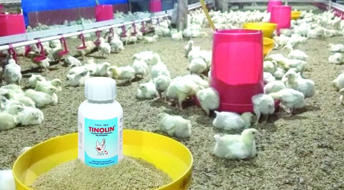 Pentingnya Minggu Pertama Pemeliharaan Broiler
