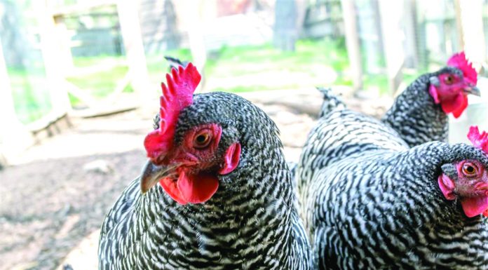 Atensi Warga AS Terhadap Budi Daya Ayam Lokal