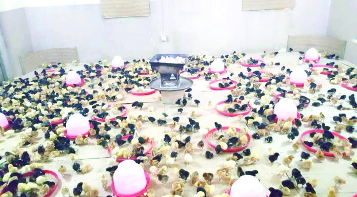 Peran Ayam Lokal Memutus Rantai Kemiskinan dan Malagizi