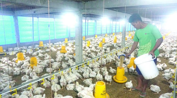Penyebab Lambatnya Pertumbuhan Broiler
