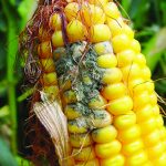 aflatoxin