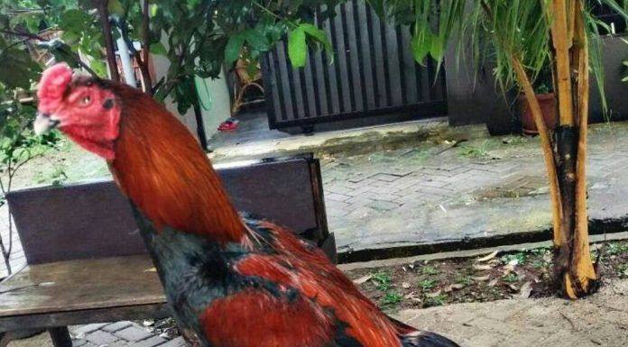 Beternak Ayam Bangkok Bernilai Ekonomi Tinggi