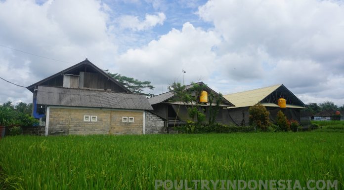 Faktor yang Mempengaruhi Harga Broiler Tingkat Peternak di Bali