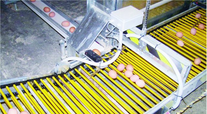 Menilik Penggunaan Robot dalam Industri Perunggasan