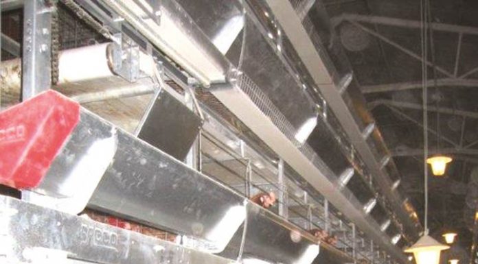 Memanfaatkan Probiotik untuk Menekan Infeksi Salmonella