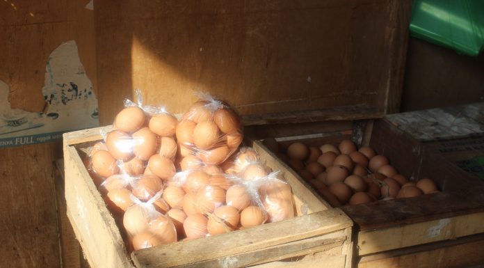 Pemanfaatan Putih Telur Unggas untuk Mengatasi Keracunan Timbal