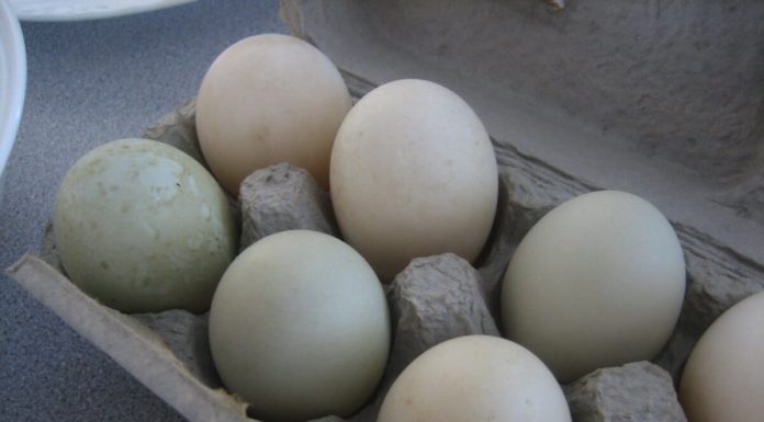 Terapi Sel Kelasi untuk Penanganan Keracunan Timbal