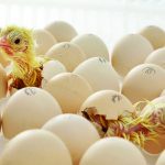 www.annyallachicks.com