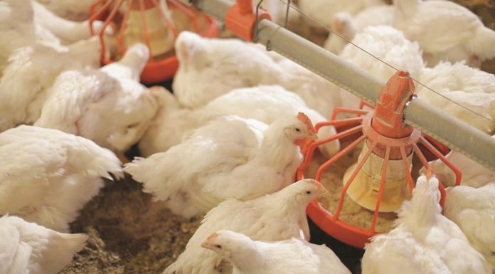 Tantangan Perunggasan dalam Waktu Dekat