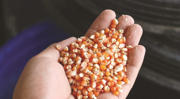 Ragam Tantangan Perunggasan Nasional