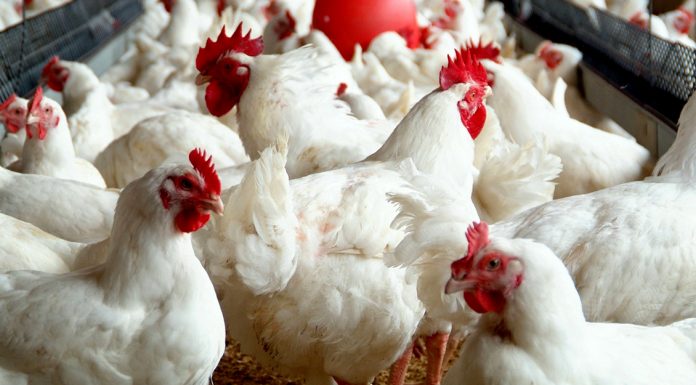 Masa Depan Perunggasan Indonesia