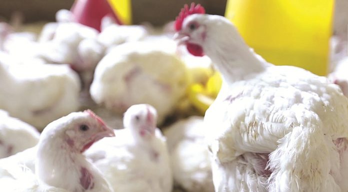 Kilas Balik Situasi Perunggasan 2019