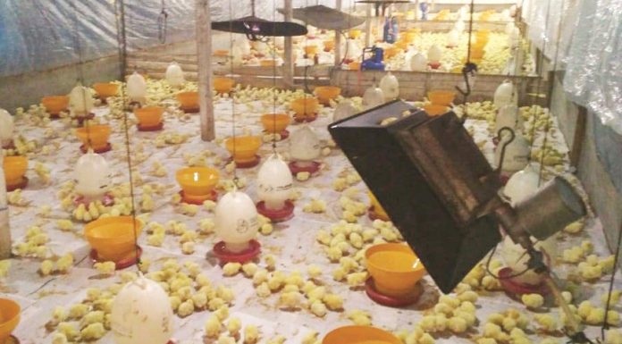 Pentingnya Kesadaran akan Disbiosis