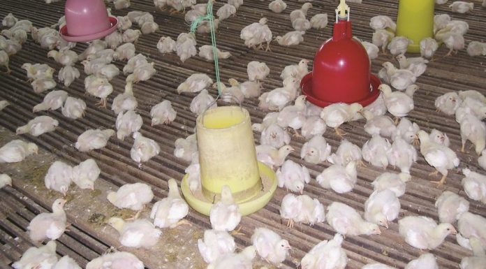 Ketidakseimbangan Mikrobiota dalam Usus Ayam