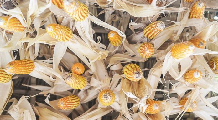 Mencari Solusi Untuk Bahan Baku Utama Pakan