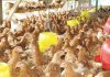 Titik Kritis Pemilihan Pullet
