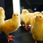 antibiotic-free-production