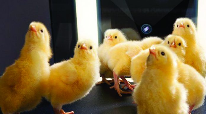 Peran Hatchery dalam Produksi Bebas Antibiotik