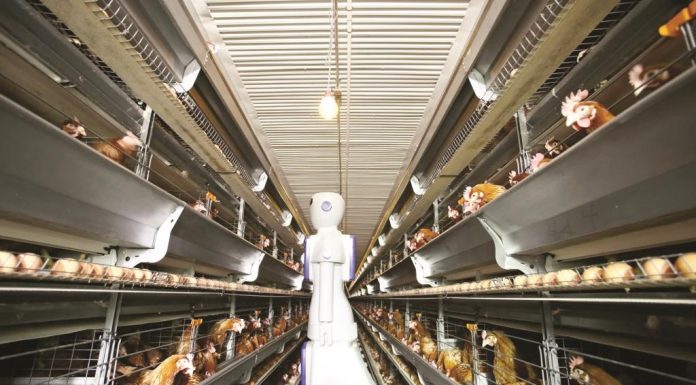 Kilas Balik Teknologi Digitalisasi Perunggasan