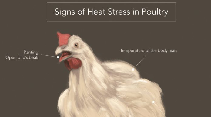 Upaya Meminimalkan Stress