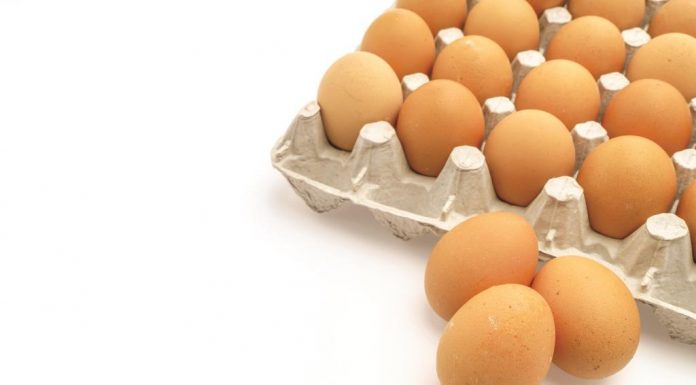 Menghindari Cemaran Dioksin Pada Telur