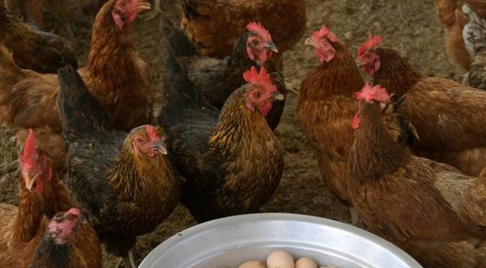 Kerjasama Lintas Sektoral untuk Produk Herbal Perunggasan