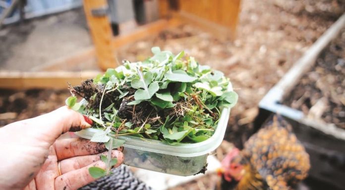 Menyongsong Kemajuan Produk Herbal Perunggasan