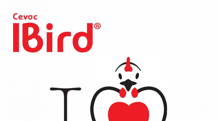 CEVA – Cengkraman Corona