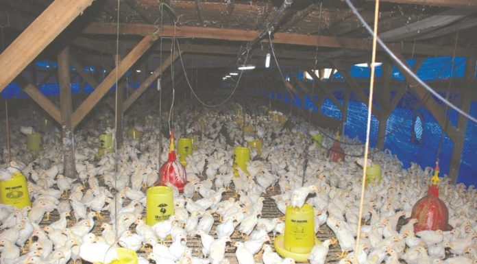 Peran Perunggasan dalam Membentengi Jebakan Pendapatan Kelas Menengah