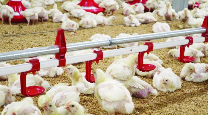 JURNAL FARMSCO – Menjaga Kualitas Litter untuk Produktivitas yang Maksimal