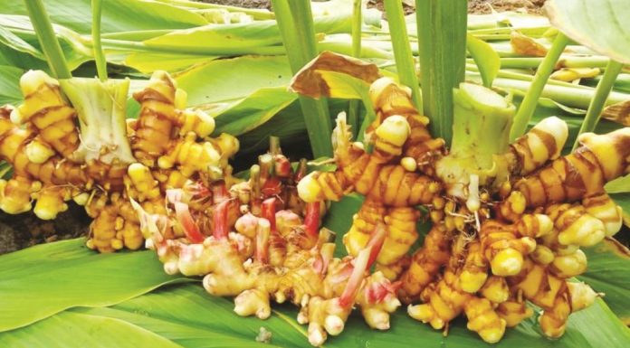 Jalan Terjal Pengembangan Produk Herbal Perunggasan