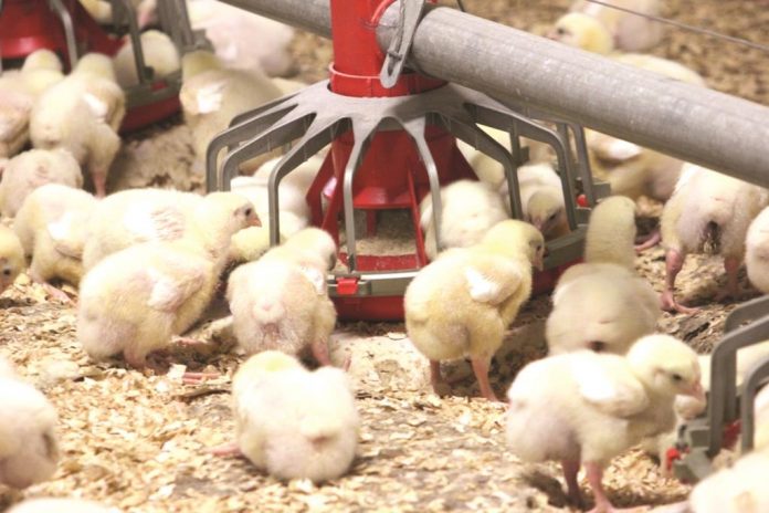 NZ chicken_ PIANZ.org.nz