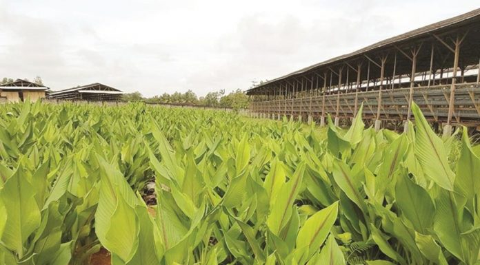 Trend Pemasaran Produk Herbal Beserta Produk Organik di Indonesia
