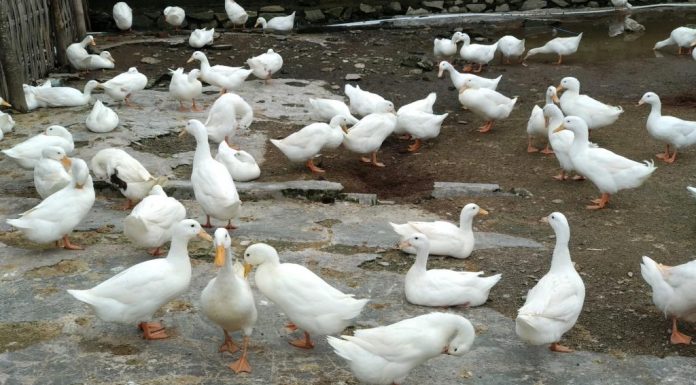 Meningkatkan Performa Itik Peking dengan Kangkung Fermentasi