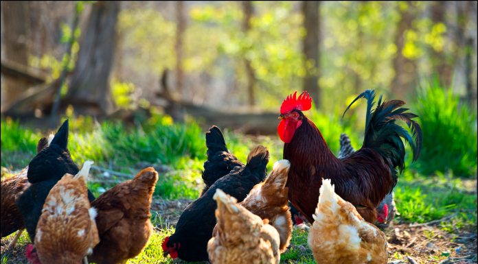 Geliat Peternakan Ayam Lokal melalui Pendekatan Bisnis Inklusif