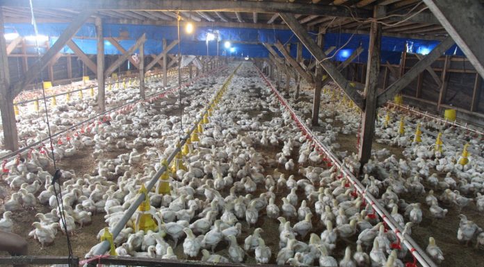 KEMENTAN : Harga Ayam Hidup Peternak Membaik