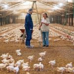 Farmhouse-Chicken–1024×576