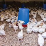 clustering-chickens-henhouse-England-Devon-Members-flocks