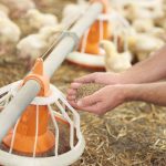 poultry-feed-nutrition