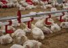Perjalanan Flu Burung di Negeri Formosa