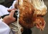 Manajemen Vaksinasi pada Ayam Petelur