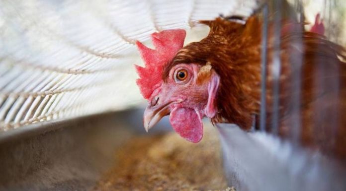 Waspada Terjadinya Cage Layer Fatigue pada Budi Daya Ayam Petelur