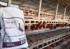 Feed Suplement Tingkatkan Kualitas Telur